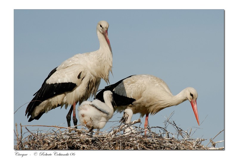 Cicogna bianca - Ciconia ciconia. Vita da ......