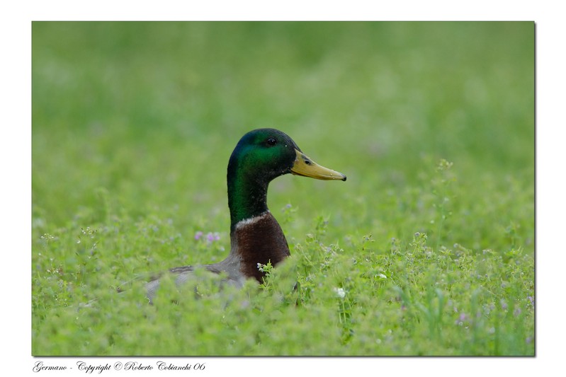 Germano reale - Anas platyrhynchos