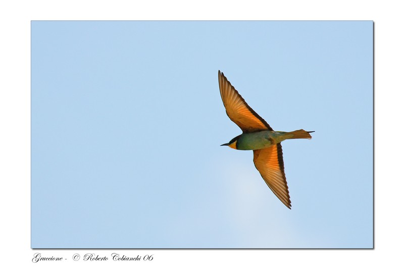 Gruccioni - Merops apiaster