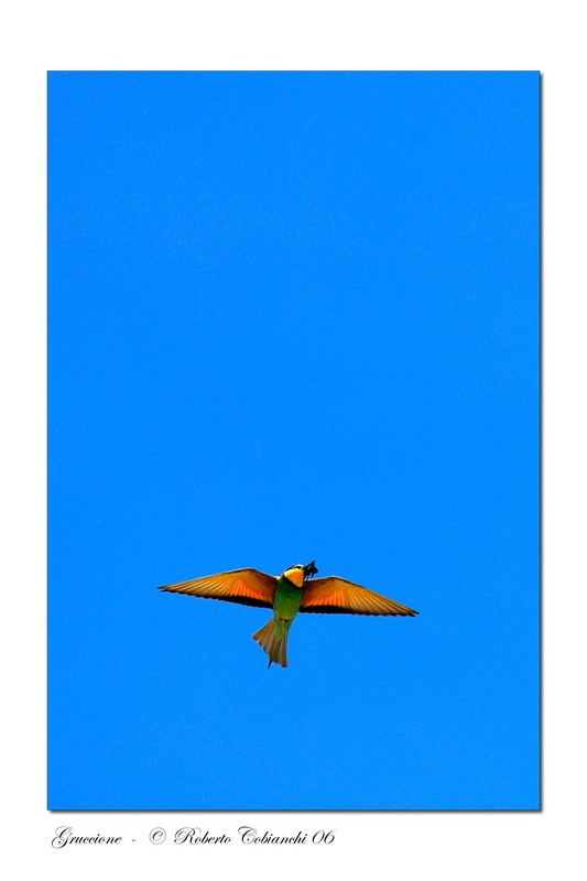 Gruccioni - Merops apiaster