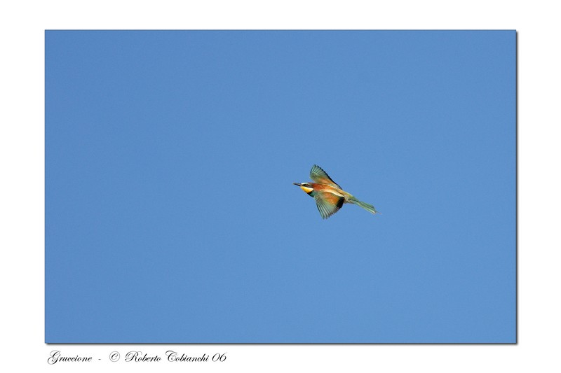 Gruccioni - Merops apiaster