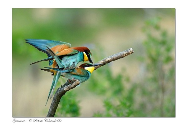 Gruccioni - Merops apiaster