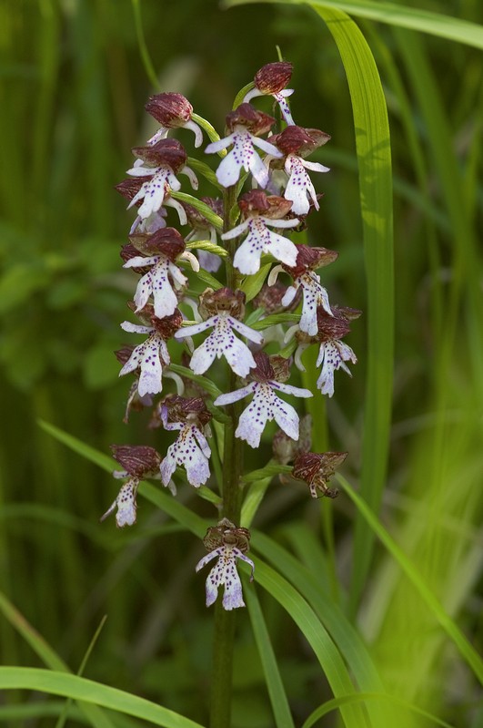 Orchis purpurea