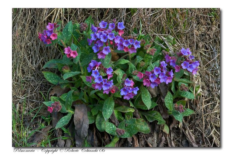 Fiori di primavera