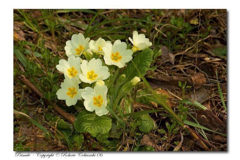 Fiori di primavera