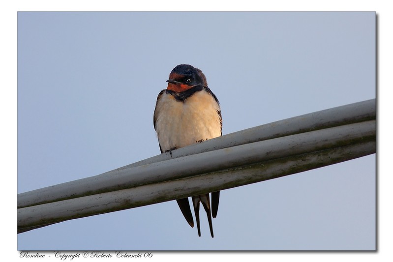 Rondine - Hirundo Rustica & Balestruccio - Delichon urbica