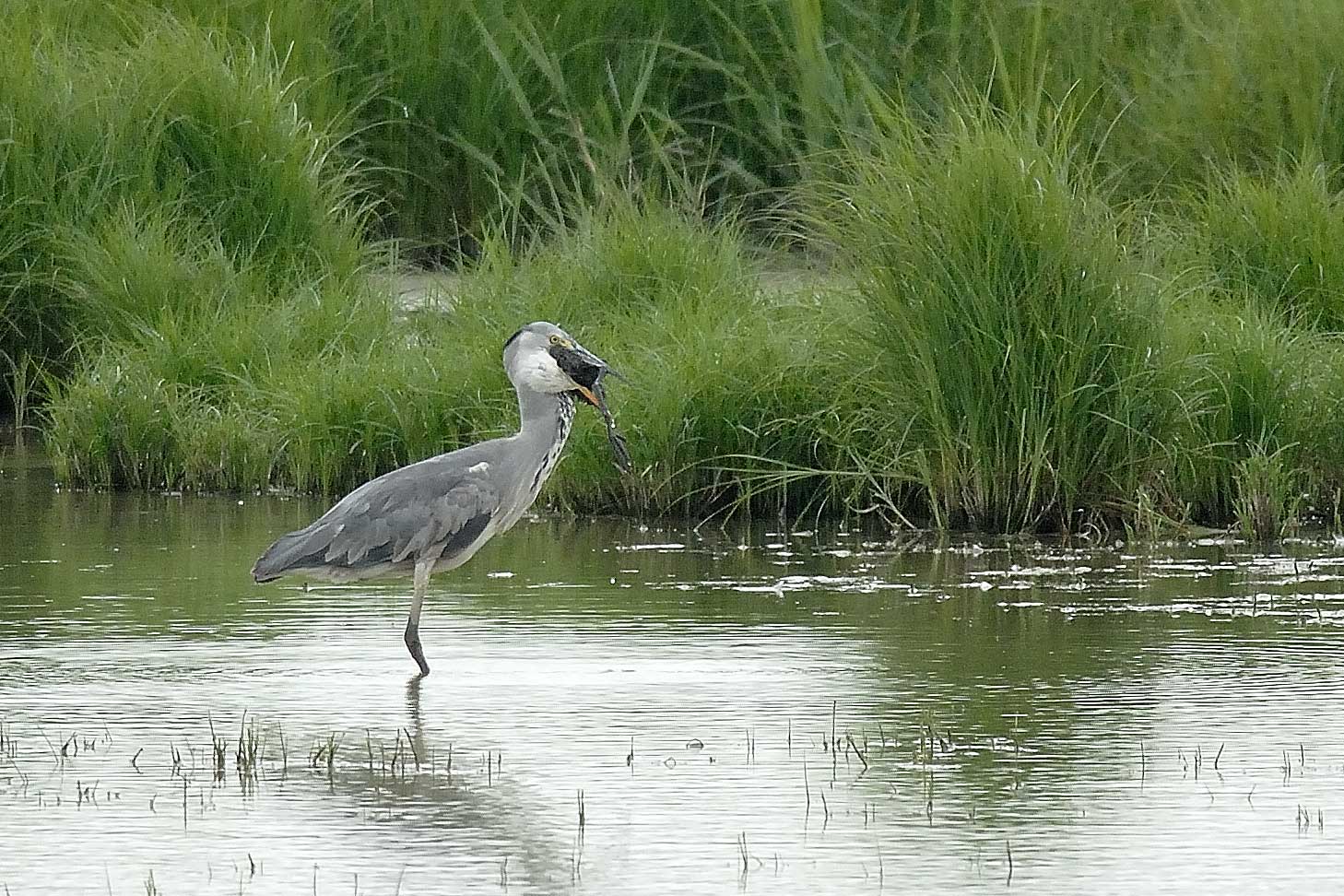 Airone cenerino - Ardea cinerea