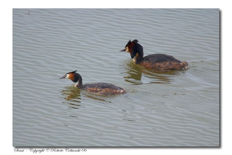 Svasso maggiore - Podiceps cristatus