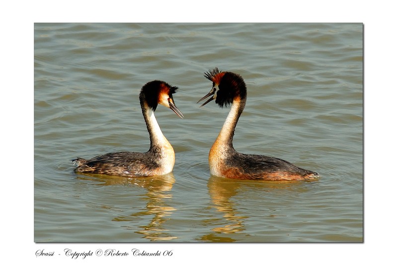 Svasso maggiore - Podiceps cristatus