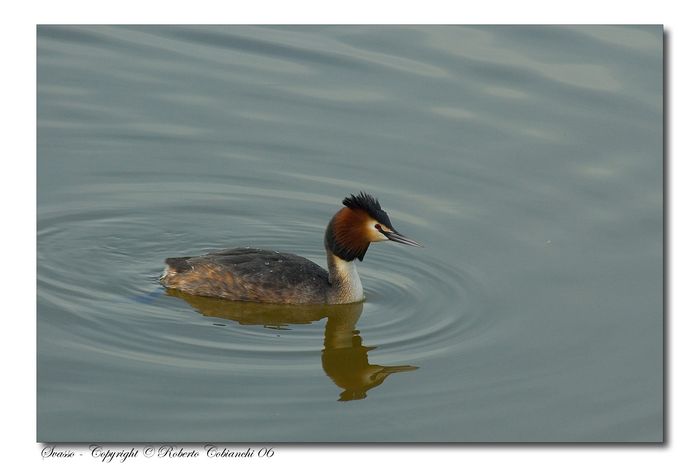 Svasso maggiore - Podiceps cristatus