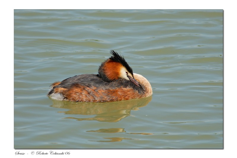 Svasso maggiore - Podiceps cristatus