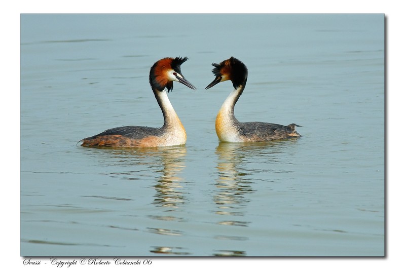 Svasso maggiore - Podiceps cristatus