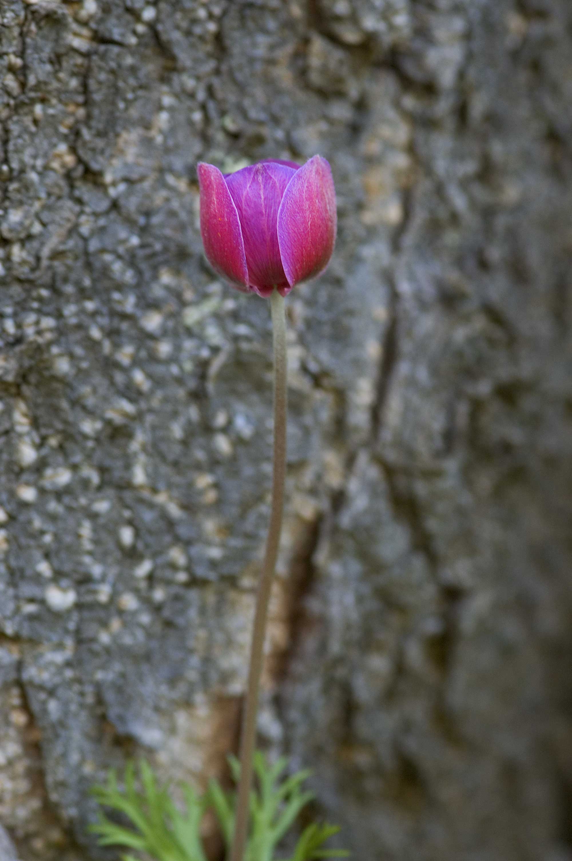 Anemone coronaria / Anemone dei fiorai