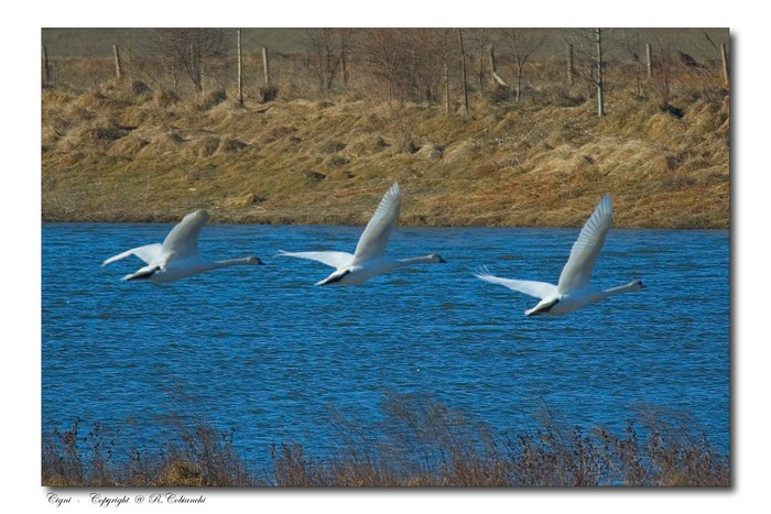 Cigno reale - Cygnus olor  &  Cigno nero - Cygnus atratus