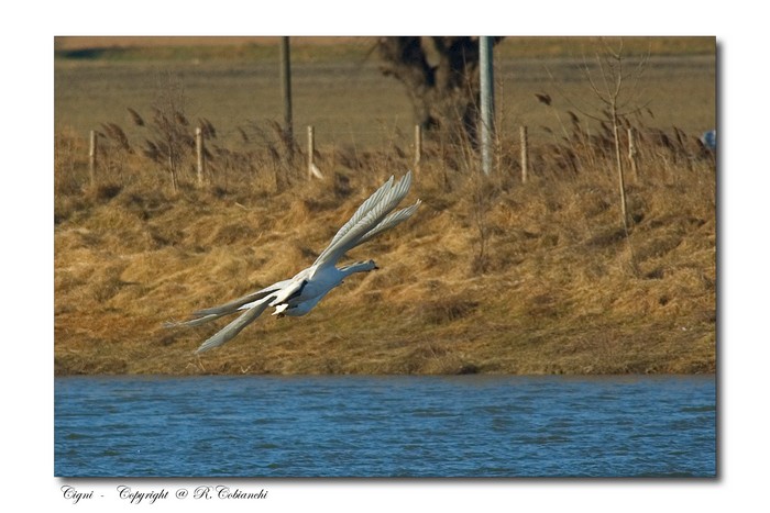 Cigno reale - Cygnus olor  &  Cigno nero - Cygnus atratus