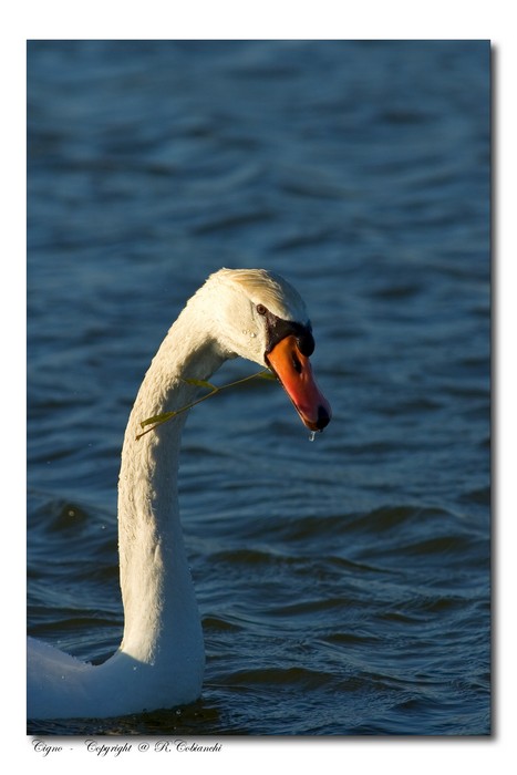 Cigno reale - Cygnus olor  &  Cigno nero - Cygnus atratus