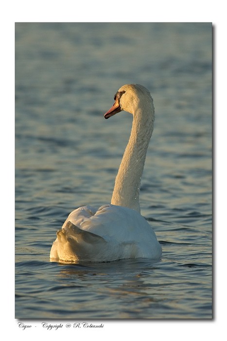 Cigno reale - Cygnus olor  &  Cigno nero - Cygnus atratus