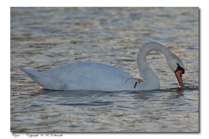 Cigno reale - Cygnus olor  &  Cigno nero - Cygnus atratus