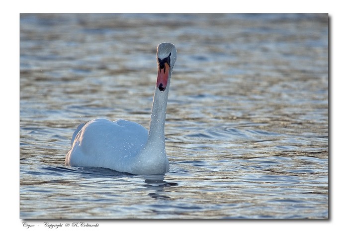 Cigno reale - Cygnus olor  &  Cigno nero - Cygnus atratus