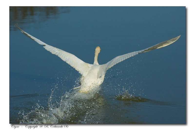 Cigno reale - Cygnus olor  &  Cigno nero - Cygnus atratus