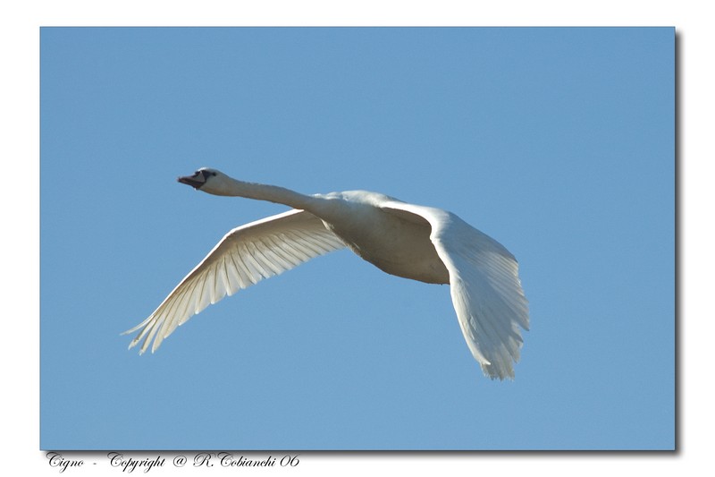 Cigno reale - Cygnus olor  &  Cigno nero - Cygnus atratus