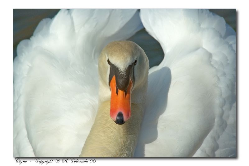 Cigno reale - Cygnus olor  &  Cigno nero - Cygnus atratus