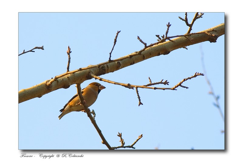 Frosone maschio  Coccothraustes coccothraustes