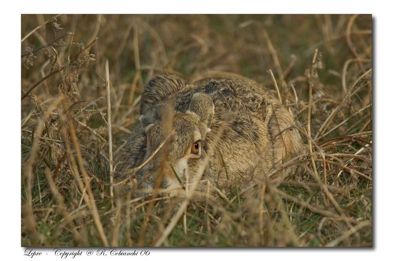 lepre comune - Lepus europaeus