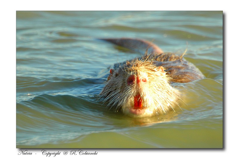 Nutria, Myocastor coypus - Bentivoglio (BO)