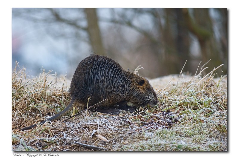 Nutria, Myocastor coypus - Bentivoglio (BO)