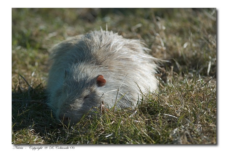 Nutria, Myocastor coypus - Bentivoglio (BO)