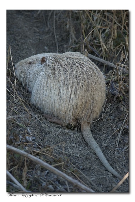 Nutria, Myocastor coypus - Bentivoglio (BO)