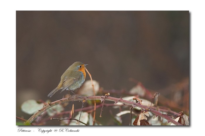 Pettirosso - Erithacus rubecula