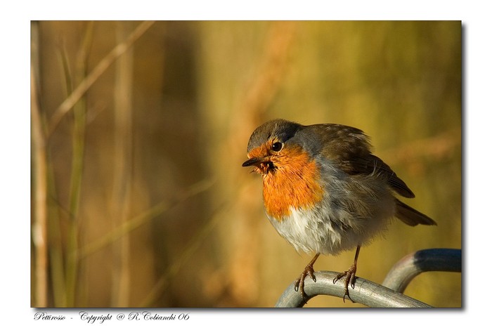 Pettirosso - Erithacus rubecula