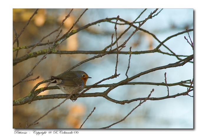 Pettirosso - Erithacus rubecula