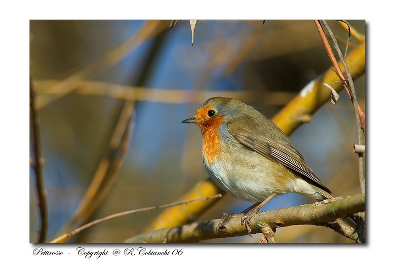 Pettirosso - Erithacus rubecula