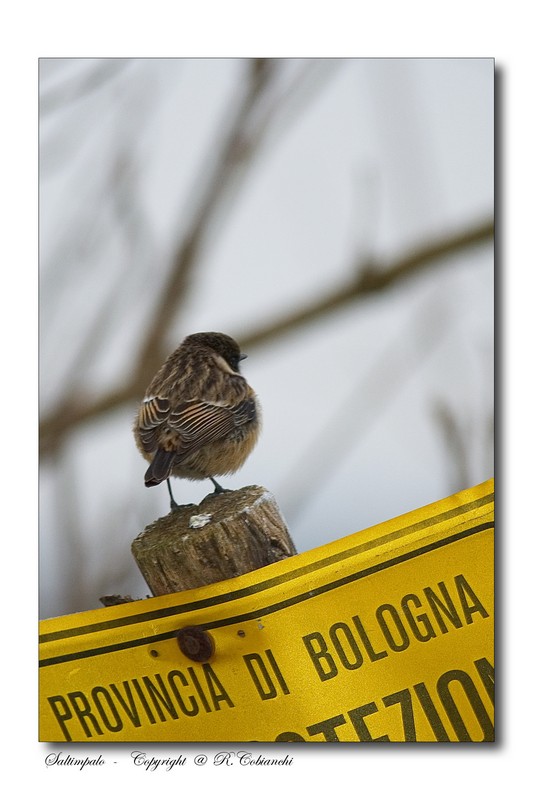 saltimpalo - Saxicola rubicola