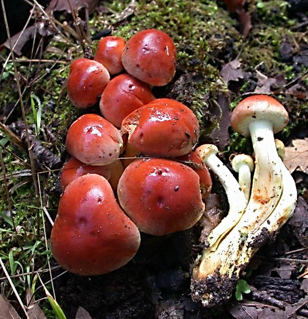 Hypholoma sublateritium