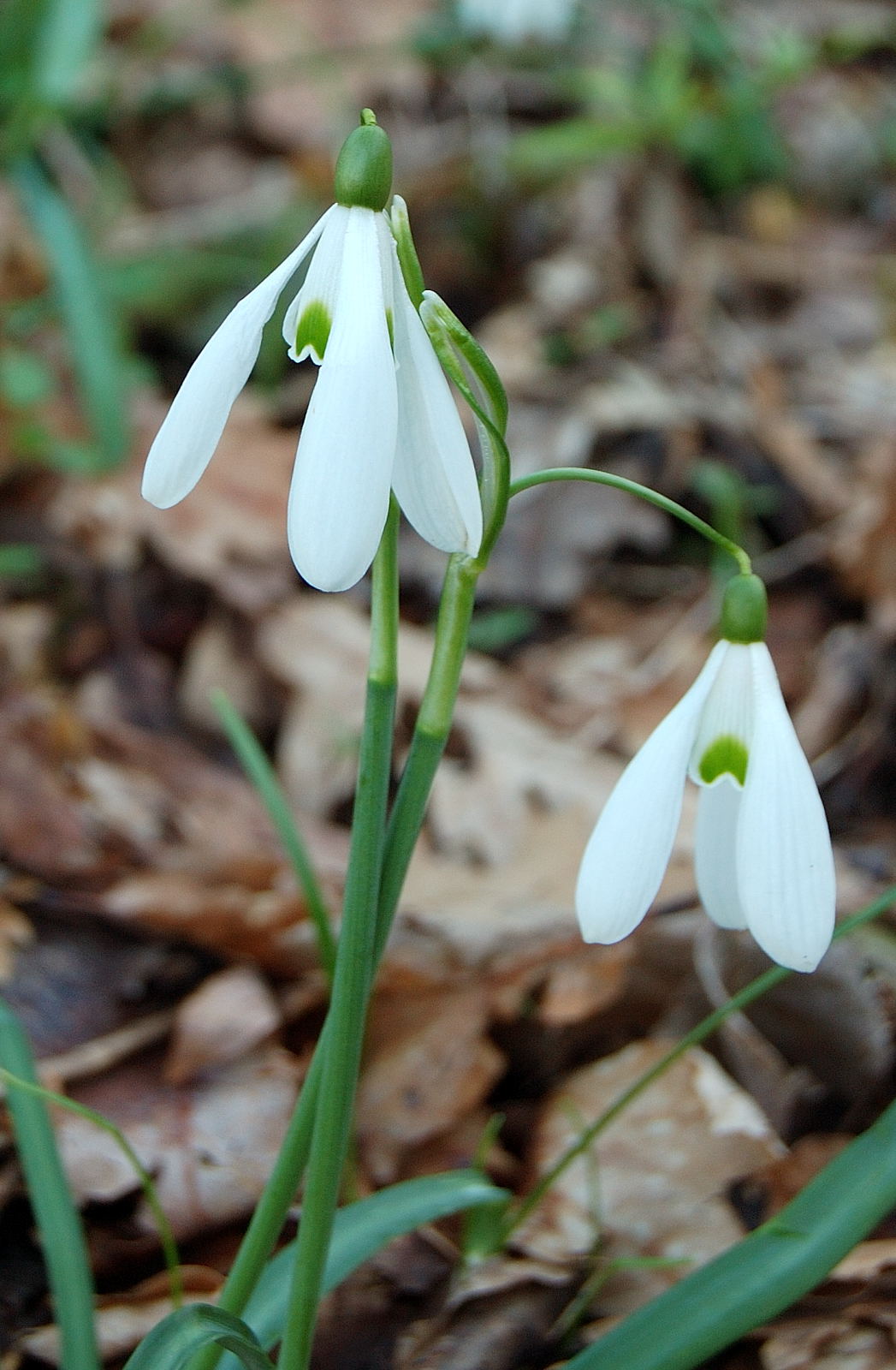 Hepatica nobilis / Erba trinit