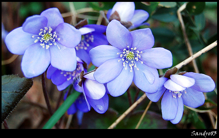 Hepatica nobilis / Erba trinit