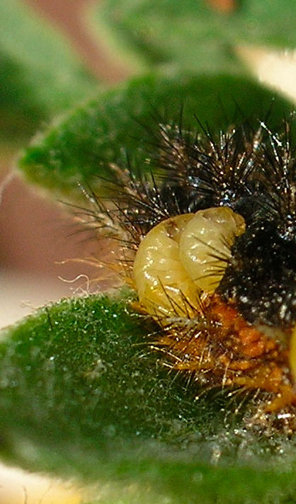 Bruco di Melitaea phoebe parassitato