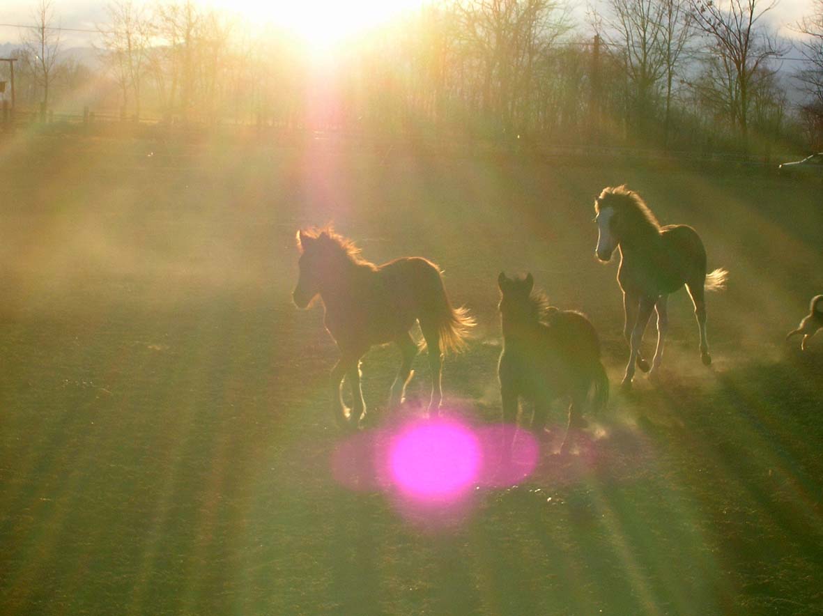 Dopo gatti e cani parliamo del Cavallo?