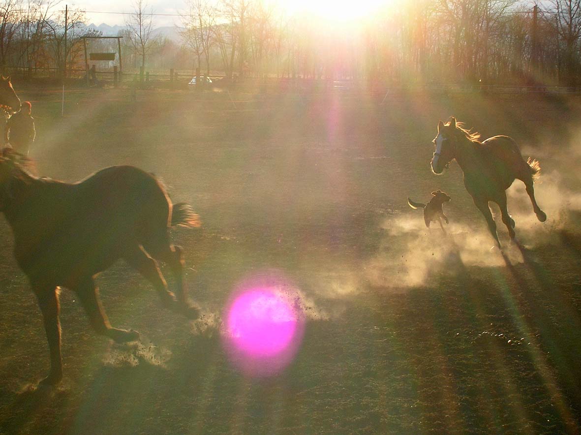 Dopo gatti e cani parliamo del Cavallo?