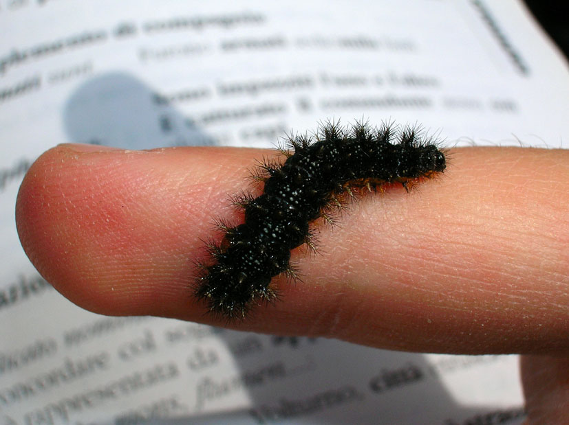 Bruco di Melitaea phoebe parassitato