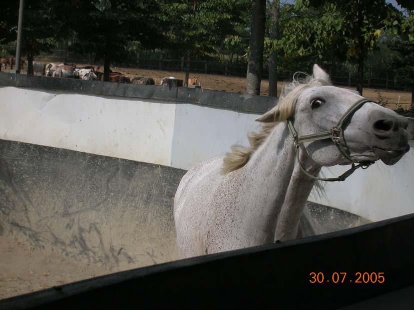 Dopo gatti e cani parliamo del Cavallo?