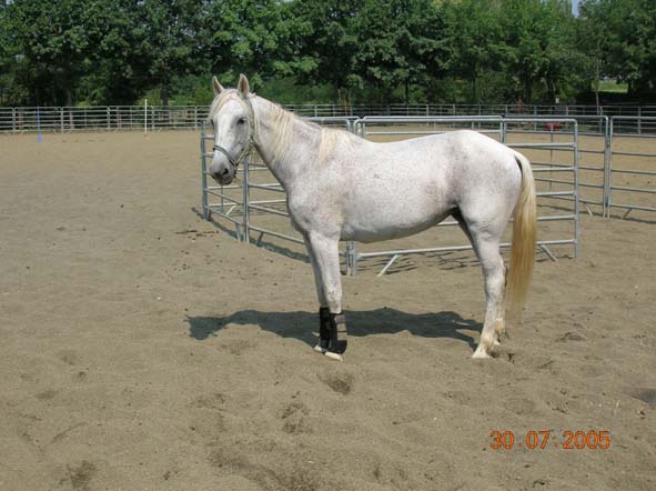 Dopo gatti e cani parliamo del Cavallo?