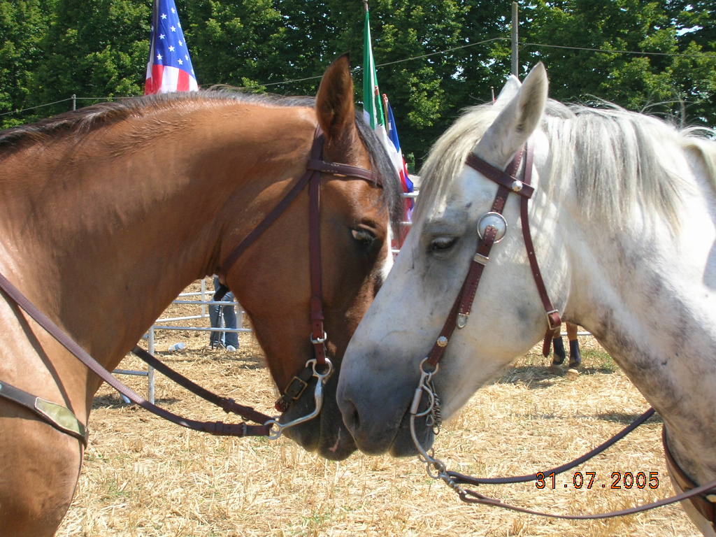 Dopo gatti e cani parliamo del Cavallo?