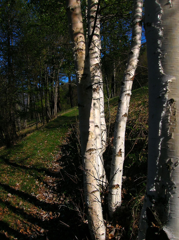 Signols e dintorni, Val di Susa