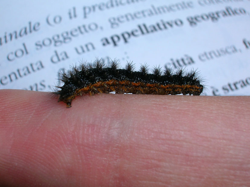 Bruco di Melitaea phoebe parassitato