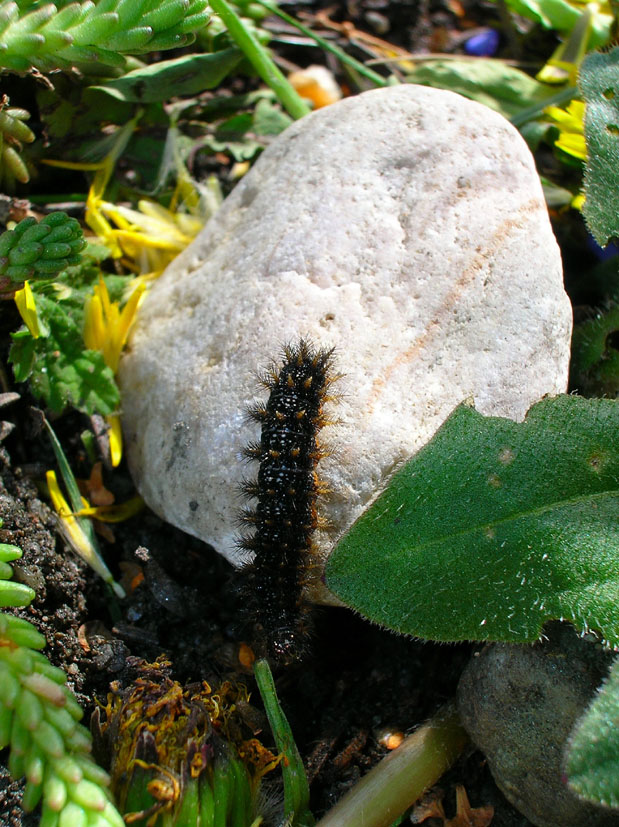 Bruco di Melitaea phoebe parassitato